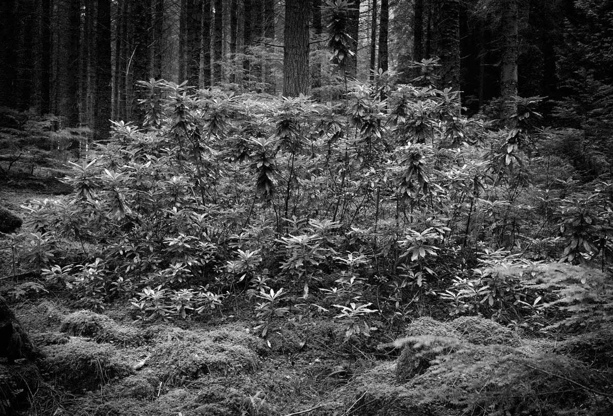 BLACK & WHITE, FOREST 1