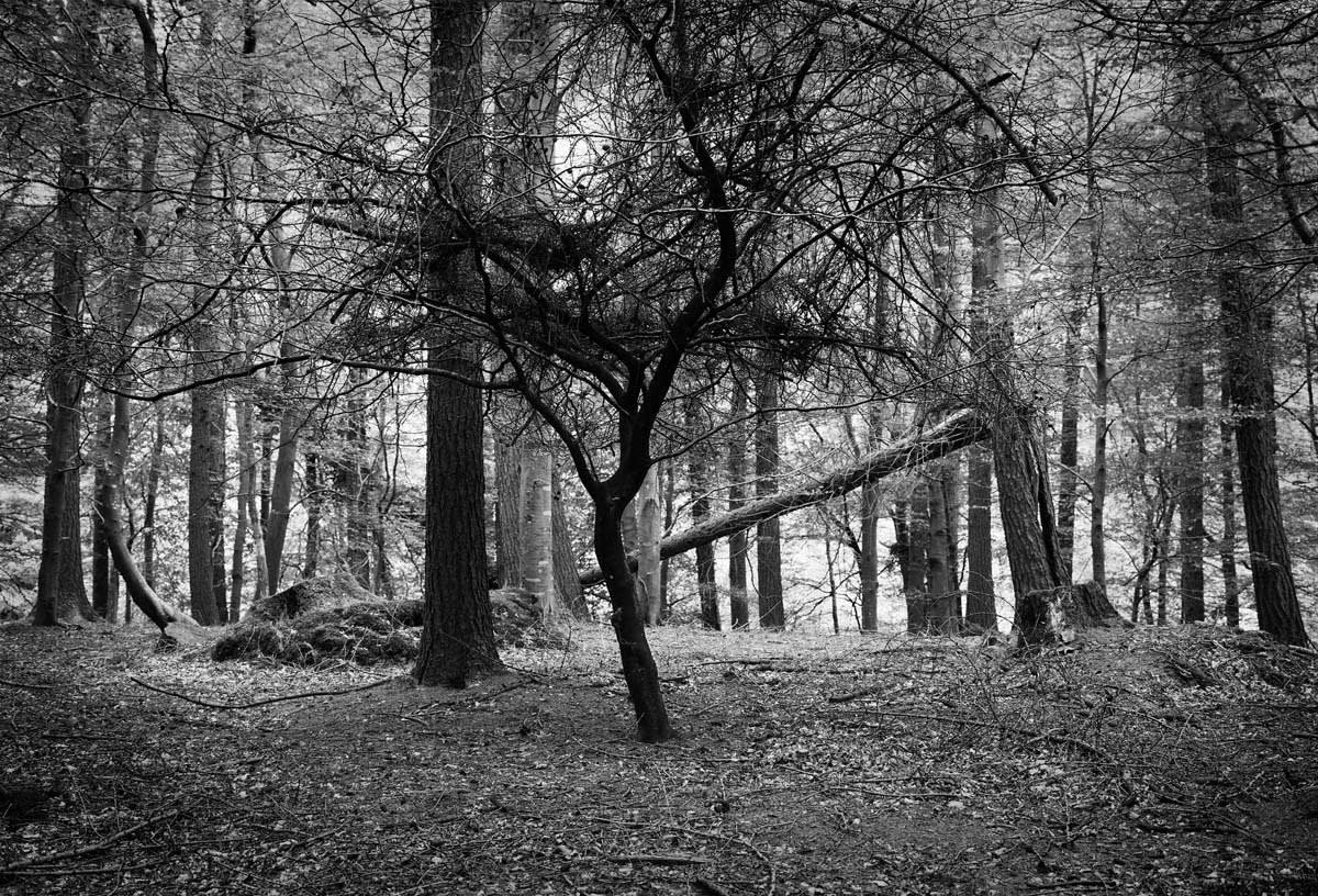 BLACK & WHITE, FOREST 1