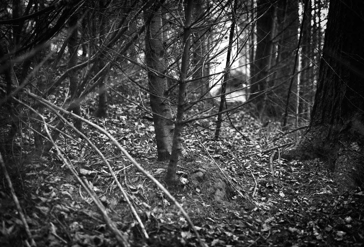 BLACK & WHITE, FOREST 1