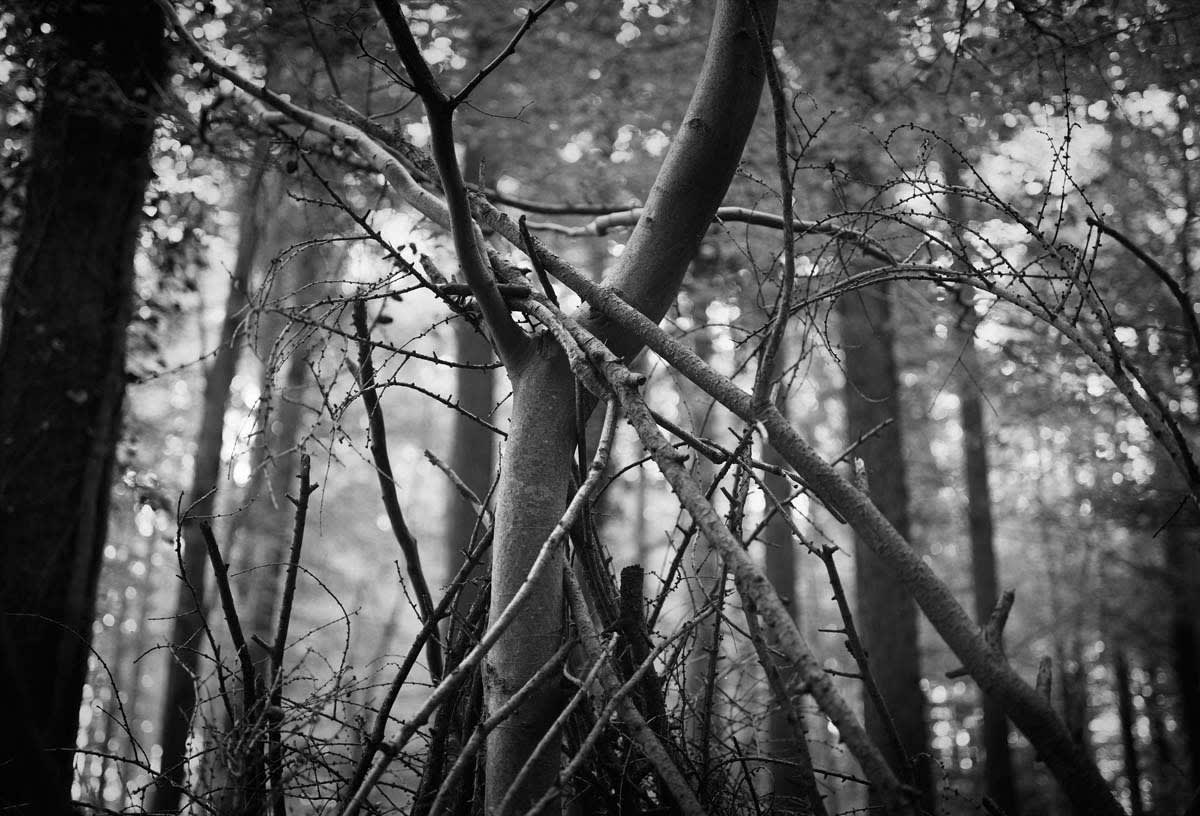 BLACK & WHITE, FOREST 1