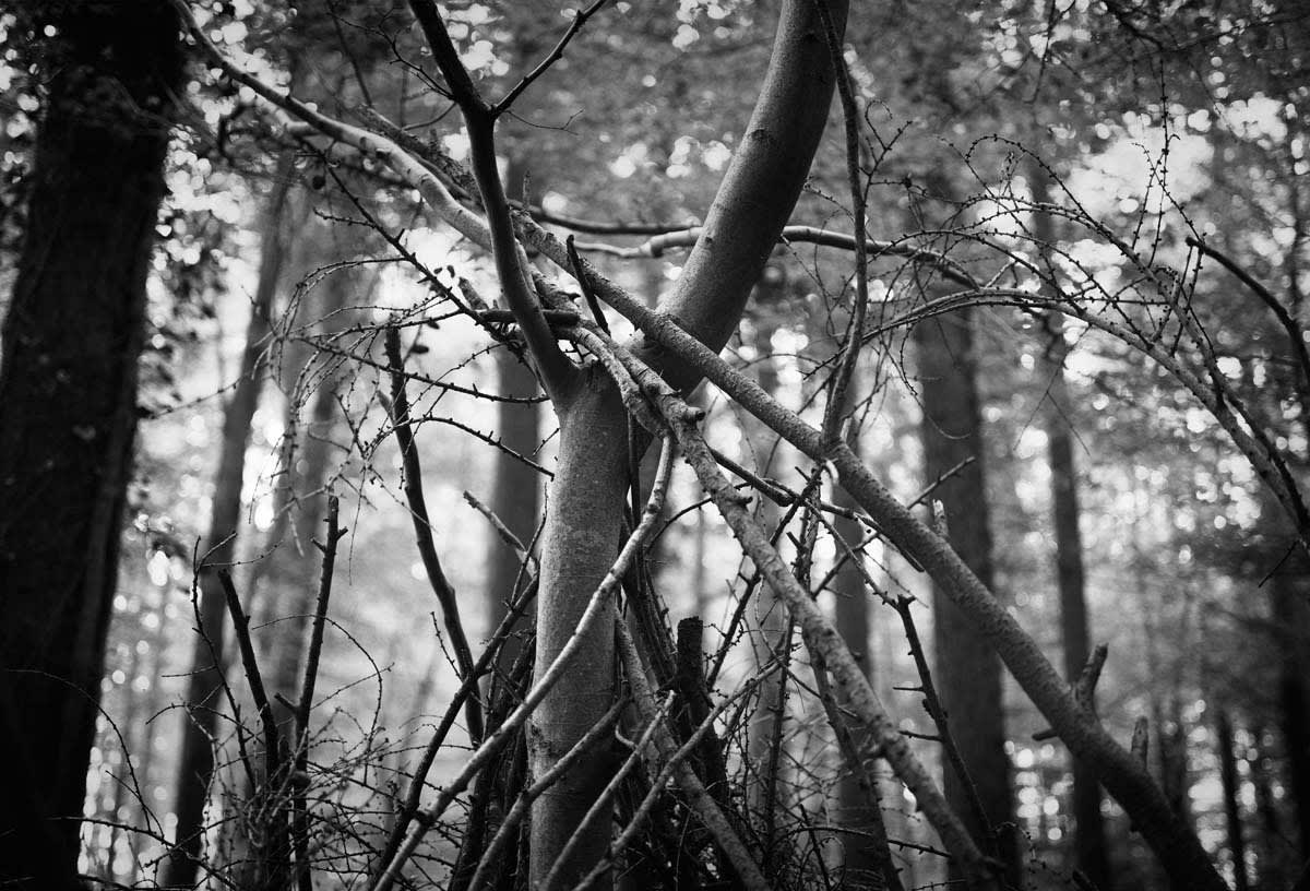 BLACK & WHITE, FOREST 1
