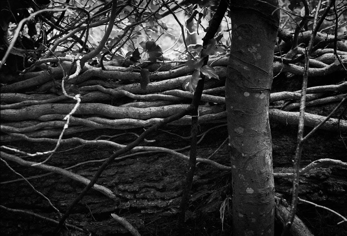 BLACK & WHITE, FOREST 1