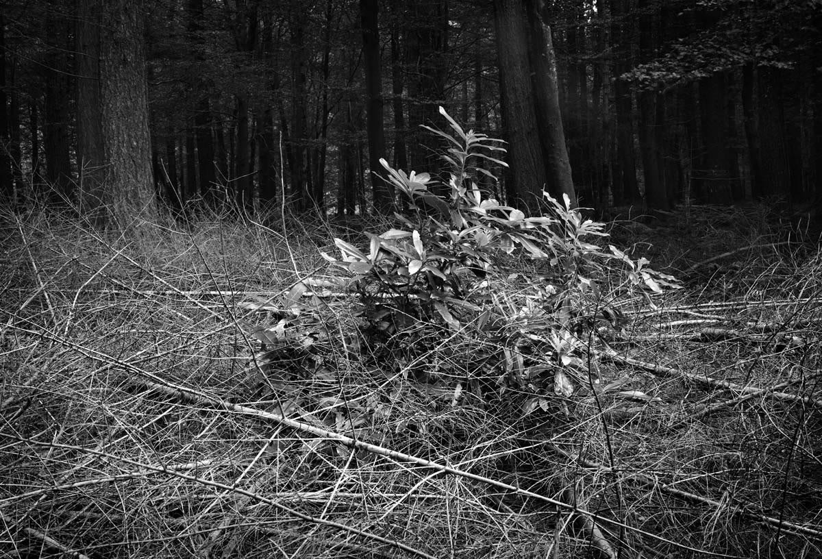 BLACK & WHITE, FOREST 1