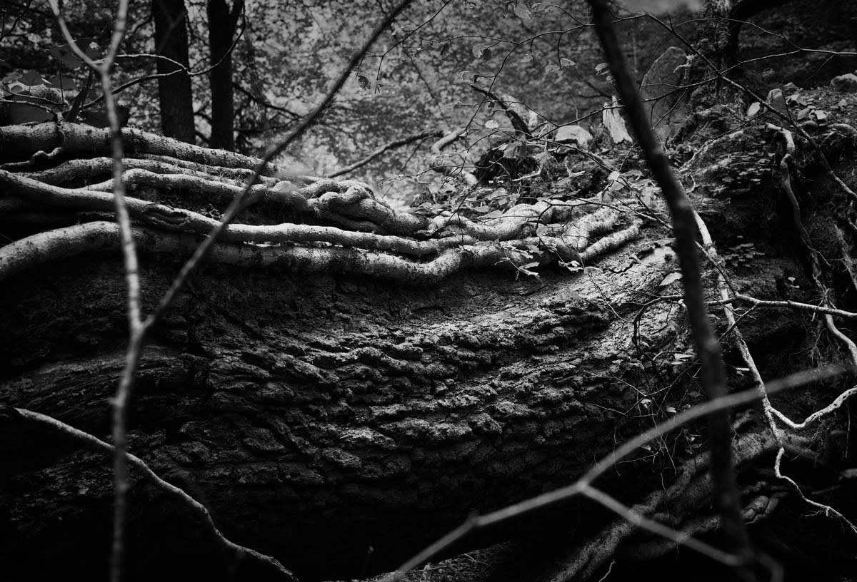 BLACK & WHITE, FOREST 1