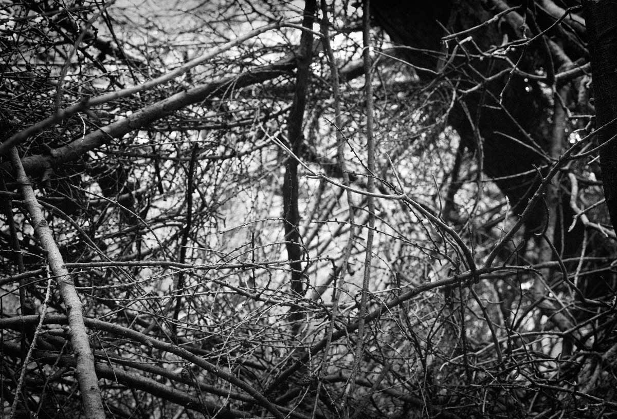 BLACK & WHITE, FOREST 1