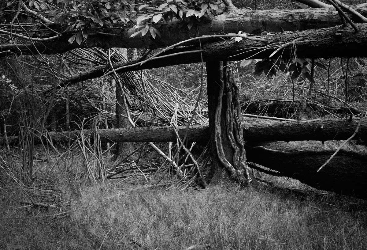 BLACK & WHITE, FOREST 1