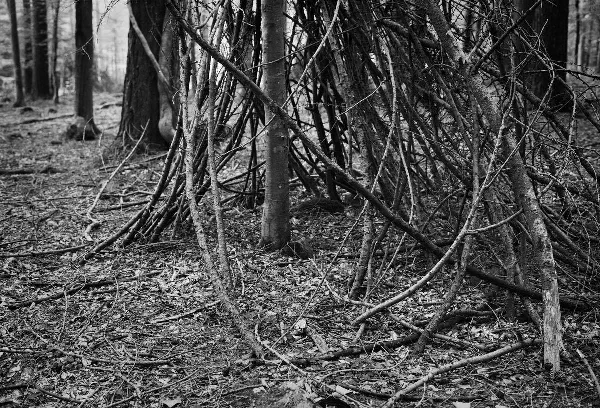 BLACK & WHITE, FOREST 1