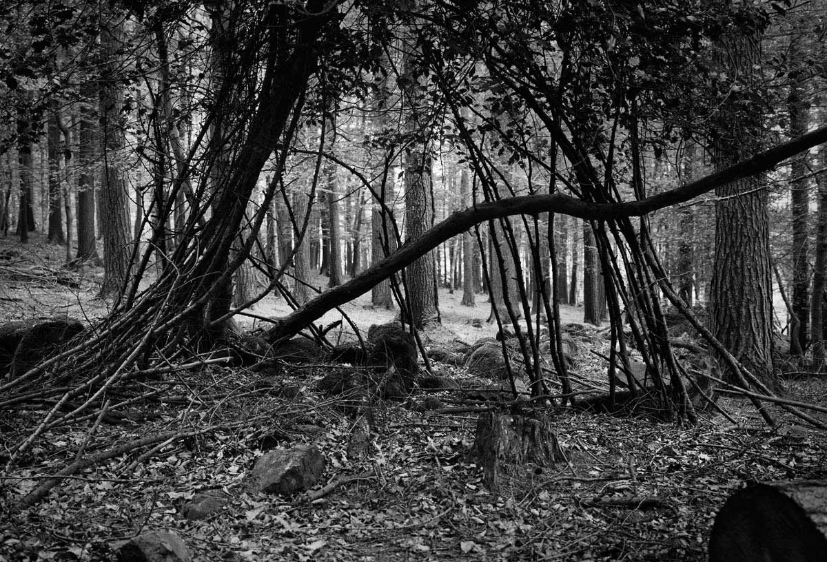 BLACK & WHITE, FOREST 1