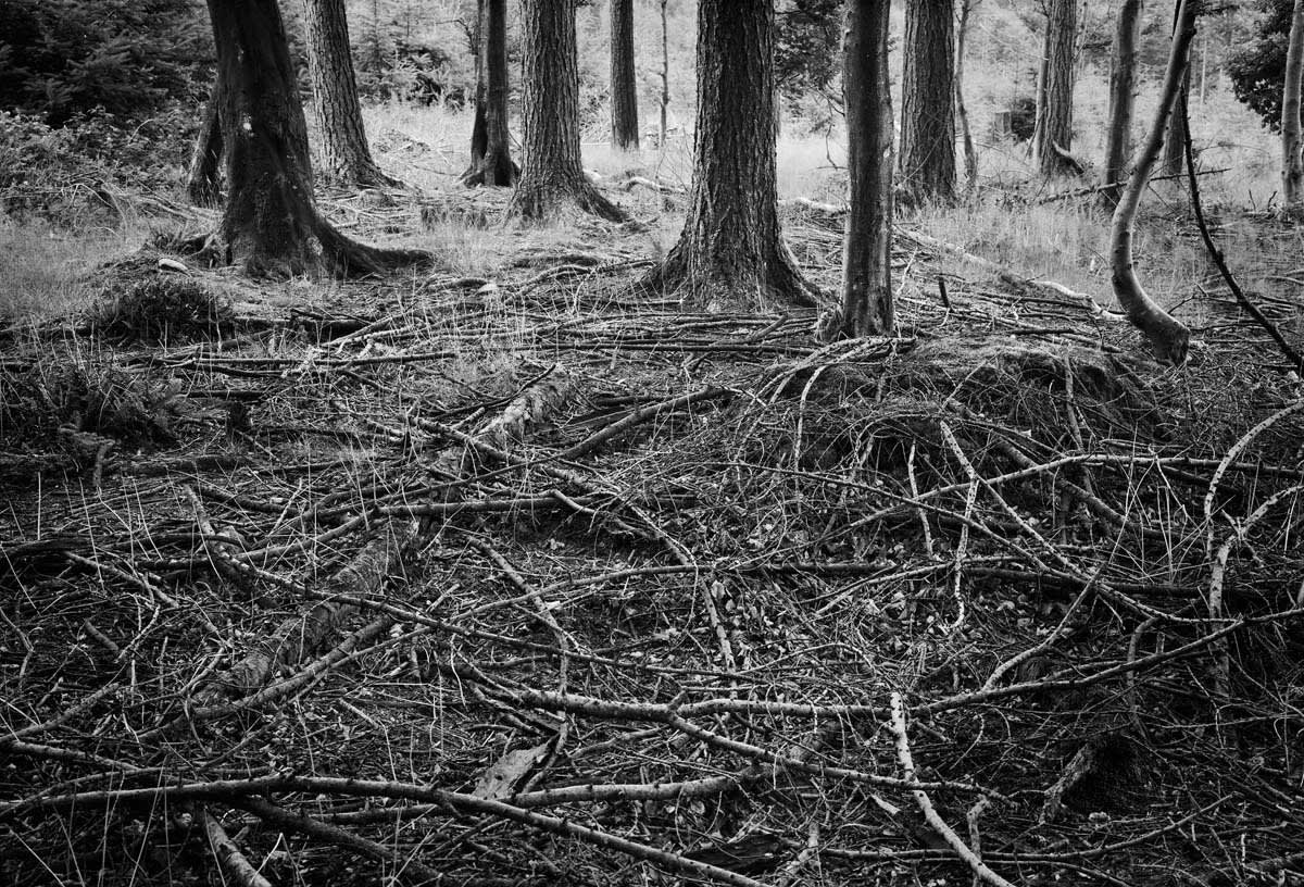 BLACK & WHITE, FOREST 1