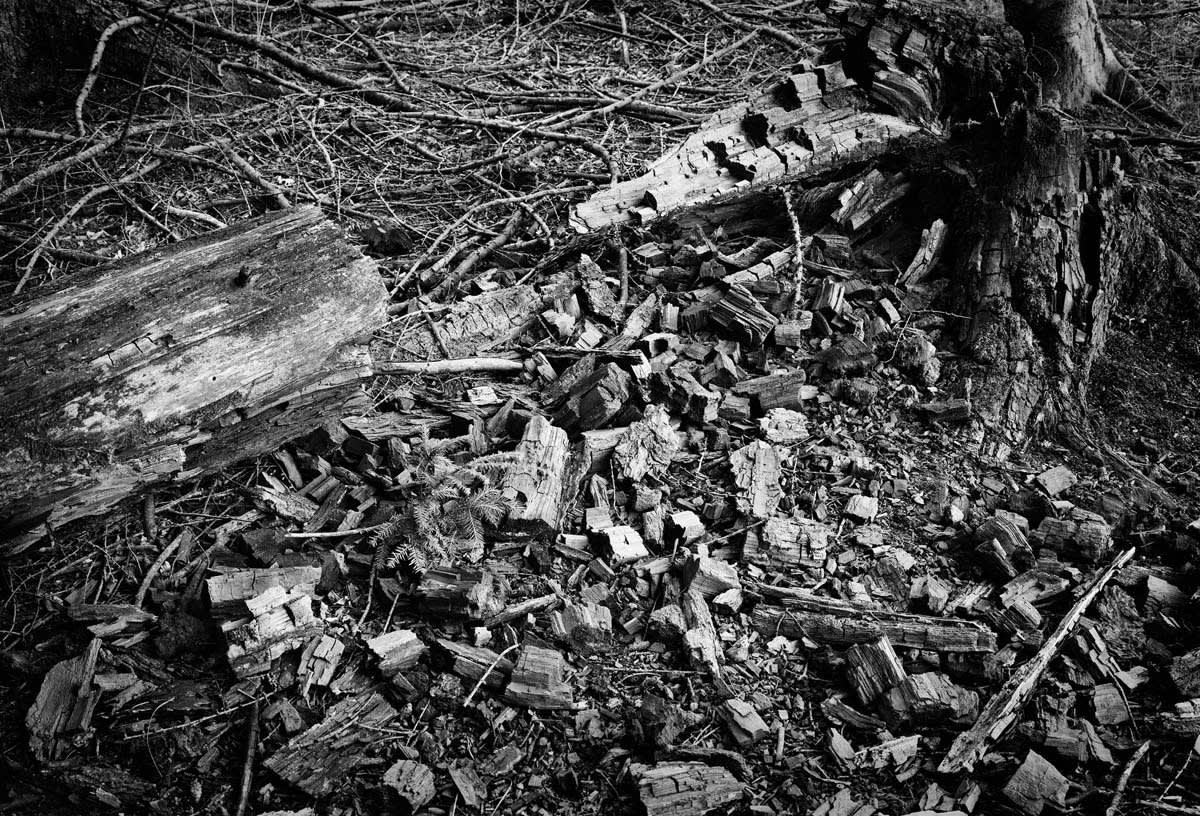 BLACK & WHITE, FOREST 1