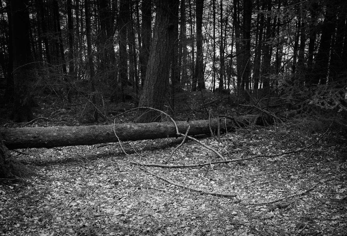 BLACK & WHITE, FOREST 1