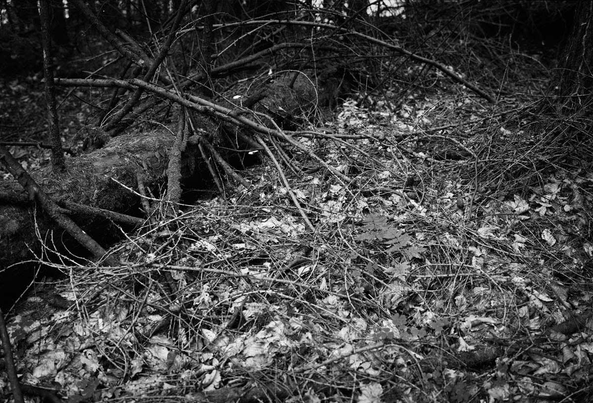 BLACK & WHITE, FOREST 1