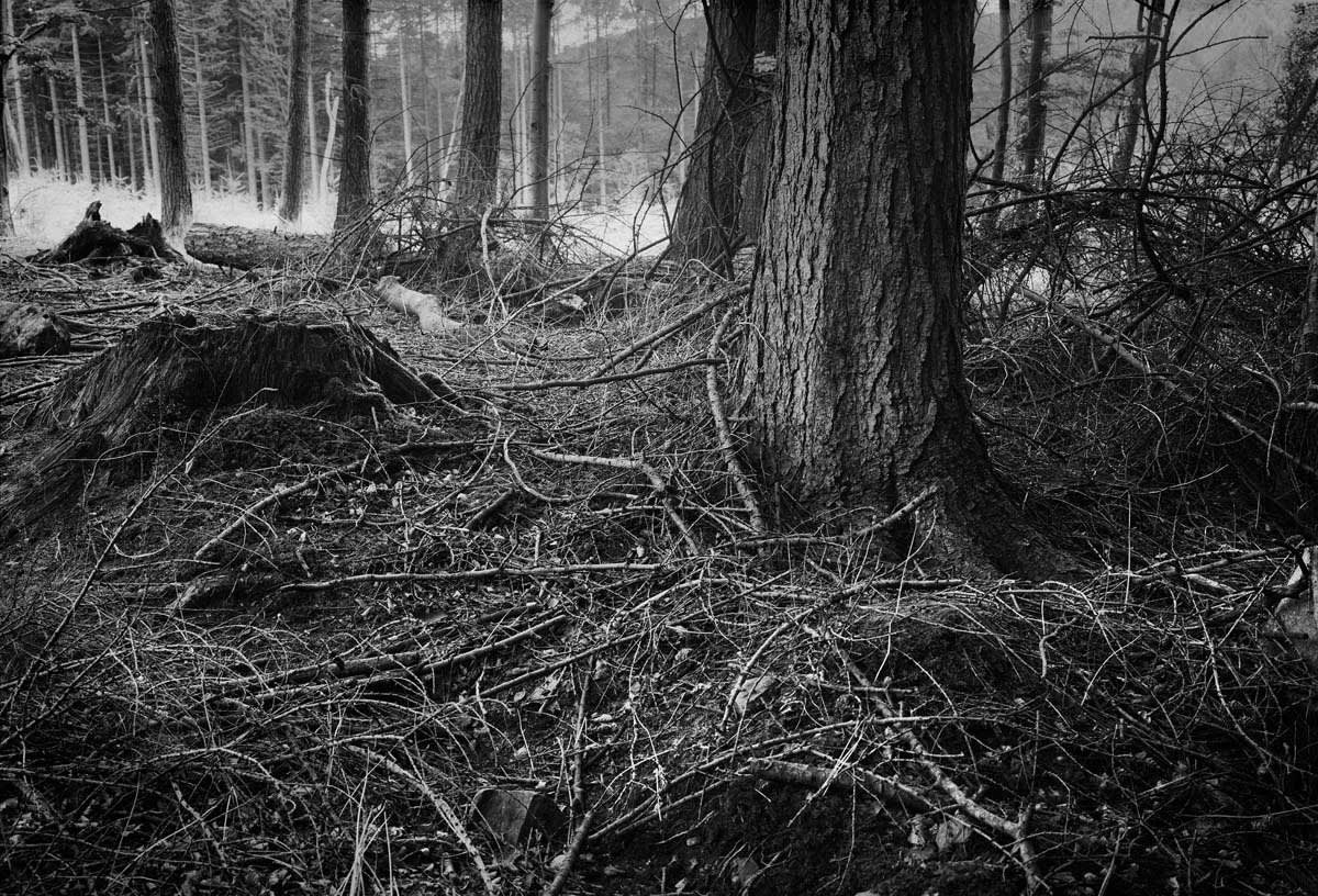 BLACK & WHITE, FOREST 1