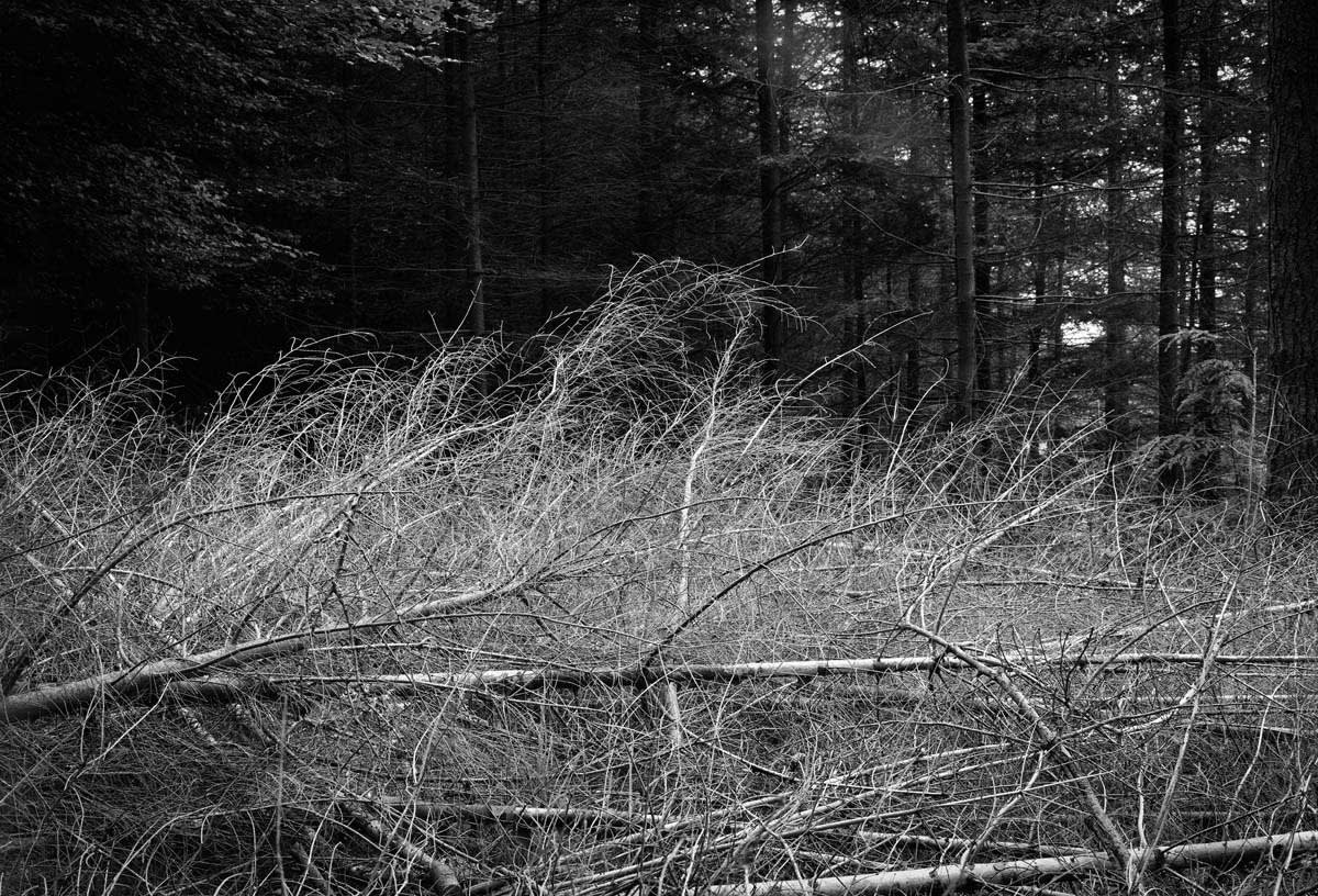 BLACK & WHITE, FOREST 1