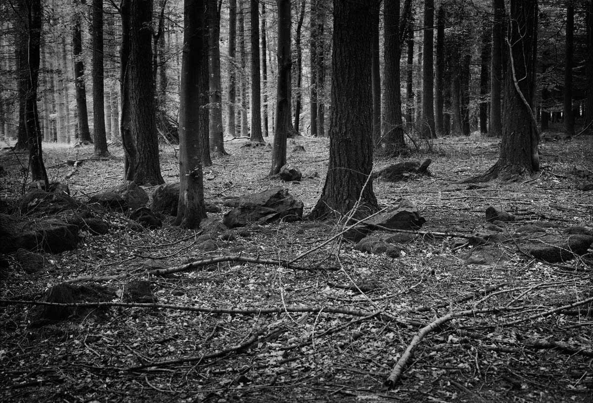 BLACK & WHITE, FOREST 1