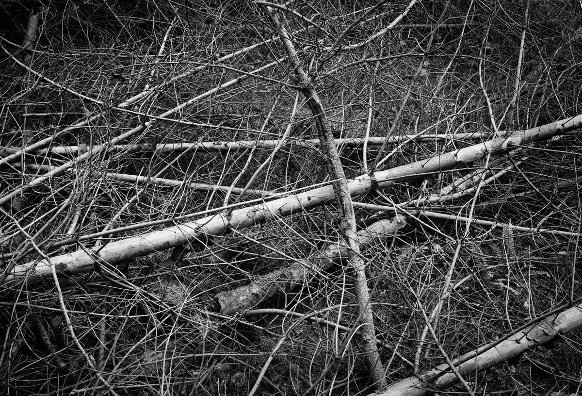 BLACK & WHITE, FOREST 1