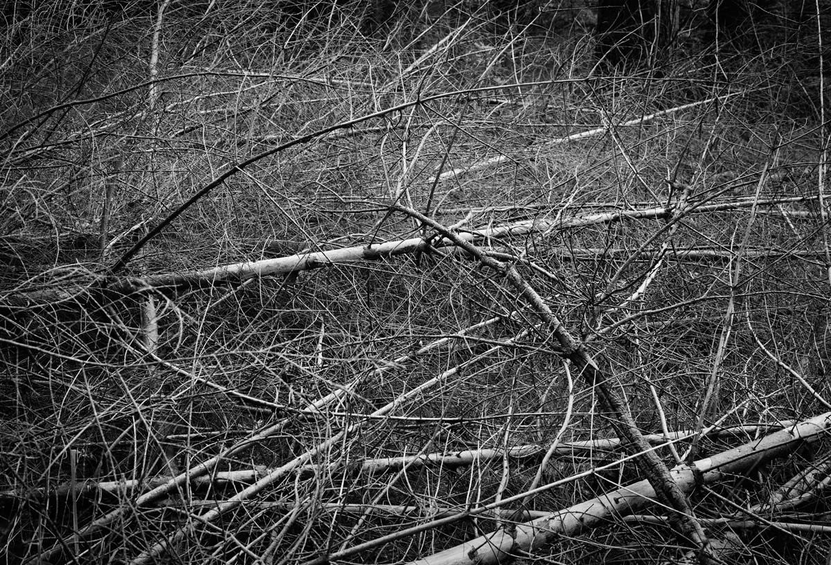 BLACK & WHITE, FOREST 1