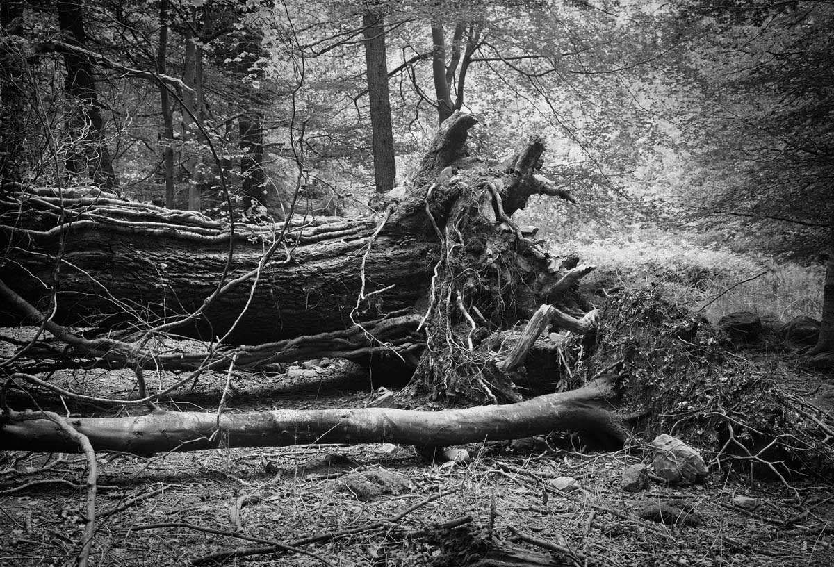 BLACK & WHITE, FOREST 1