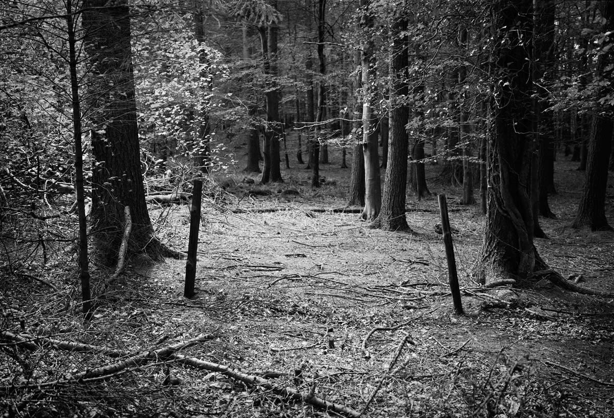 BLACK & WHITE, FOREST 1