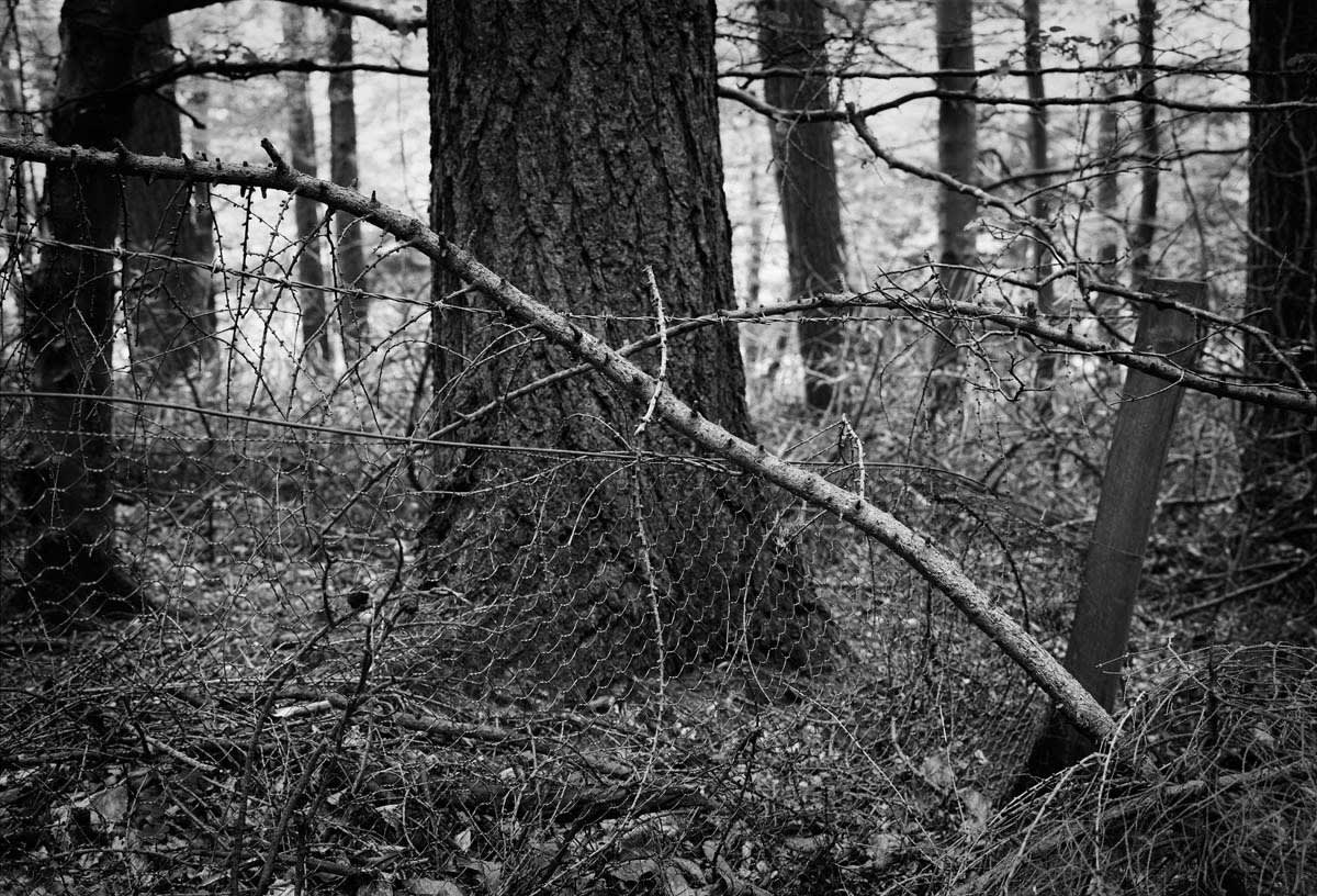 BLACK & WHITE, FOREST 1