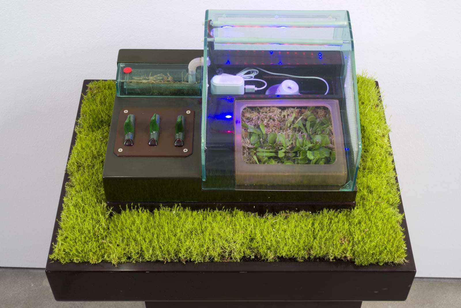 Carl Cheng, Supply & Demand (1972). Venus flytraps, insects, plastic case, humidifier, wiring, grass, wood pedestal, grow lamps, 47 x...