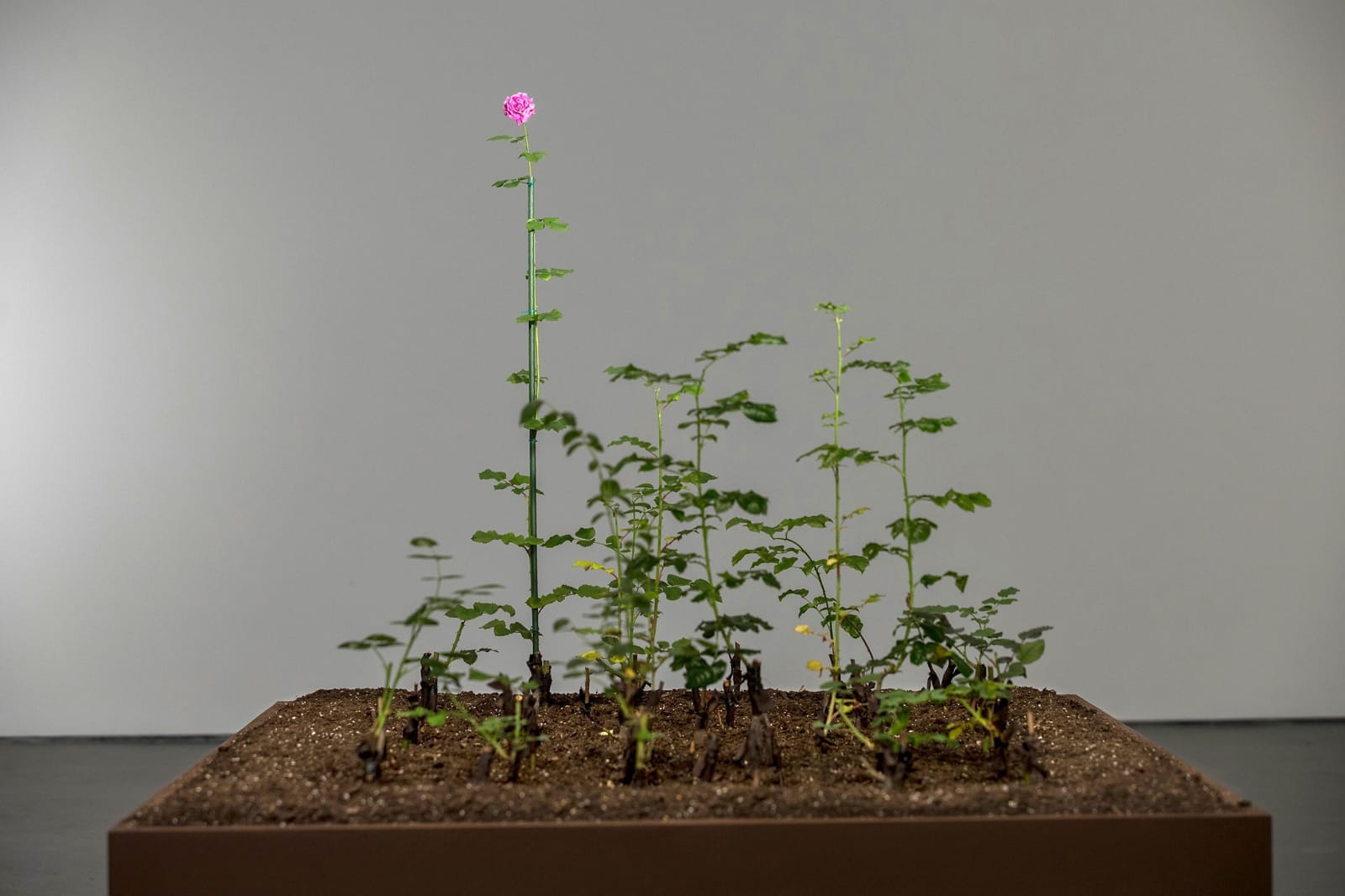 Damascus Rose, Brown University David Winston Bell Gallery