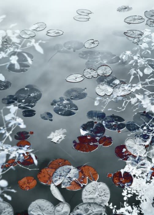 Santeri Tuori, Water Lilies 6, 2019