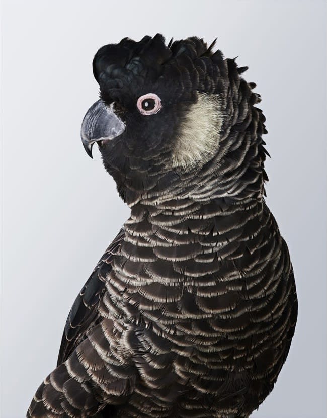 Leila Jeffreys, From the series Western Australia - Wild Cockatoos, Carnie, Carnaby's Cockatoo, 2016