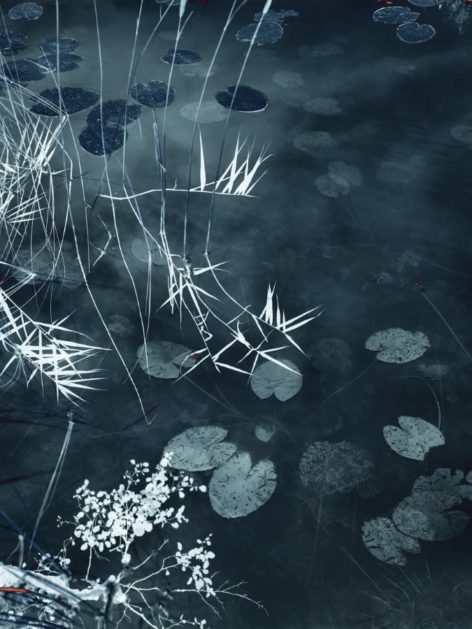 Santeri Tuori, Water Lilies 13, 2019