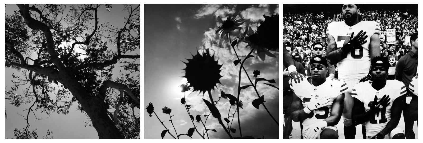 Diana Matar, From the series American Orchard, Inheritance (Triptych), 2021
