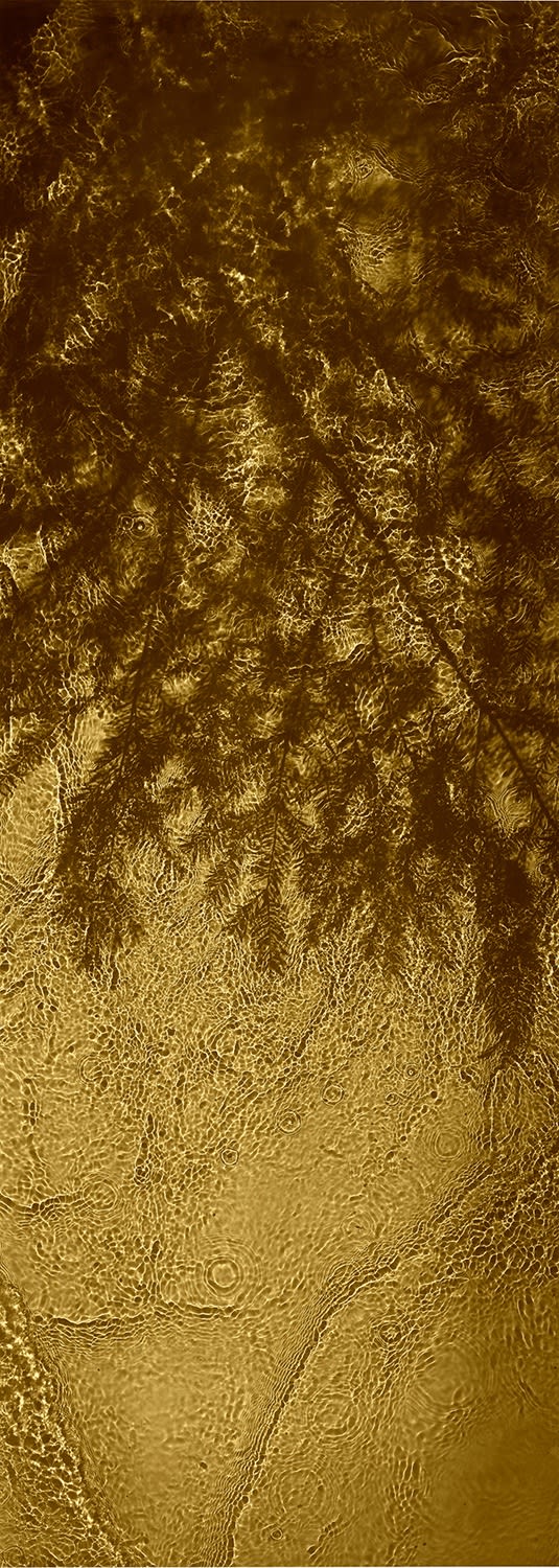 Susan Derges, The Streens, Fir, 1998-2020