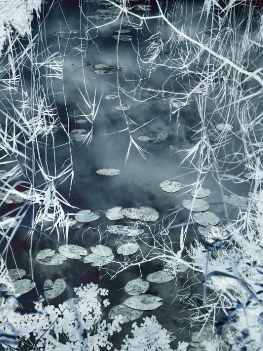 Santeri Tuori, Water Lilies 9, 2019