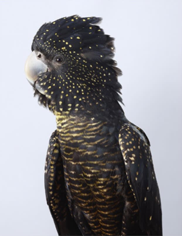 Leila Jeffreys, From the series Ornithurae - Cockatoos, Skye, Red-tailed black cockatoo , 2017