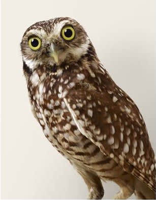 Leila Jeffreys, From the series Wounded Warriors, Topper, Burrowing Owl, 2015