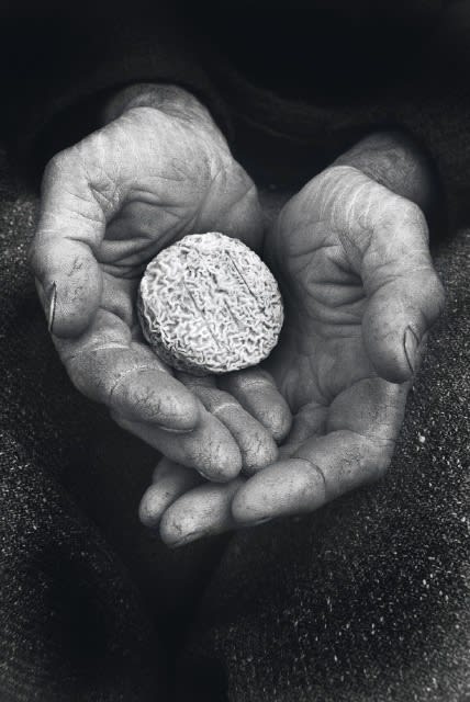 Tessa Traeger, From the series Voices of the Vivarais, Picodon Cheese, 1996