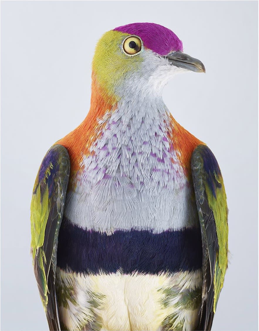 Leila Jeffreys, From the series Ornithurae - Pigeons, Superb Fruit Dove, 2017