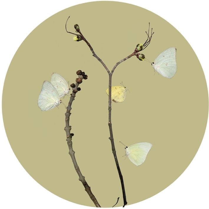 Sandra Kantanen, Butterfly 2 (Sulphur Butterfly), 2015