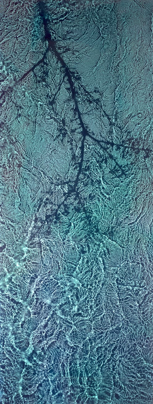 Susan Derges, River Taw Blackthorn, 1998 - 2019