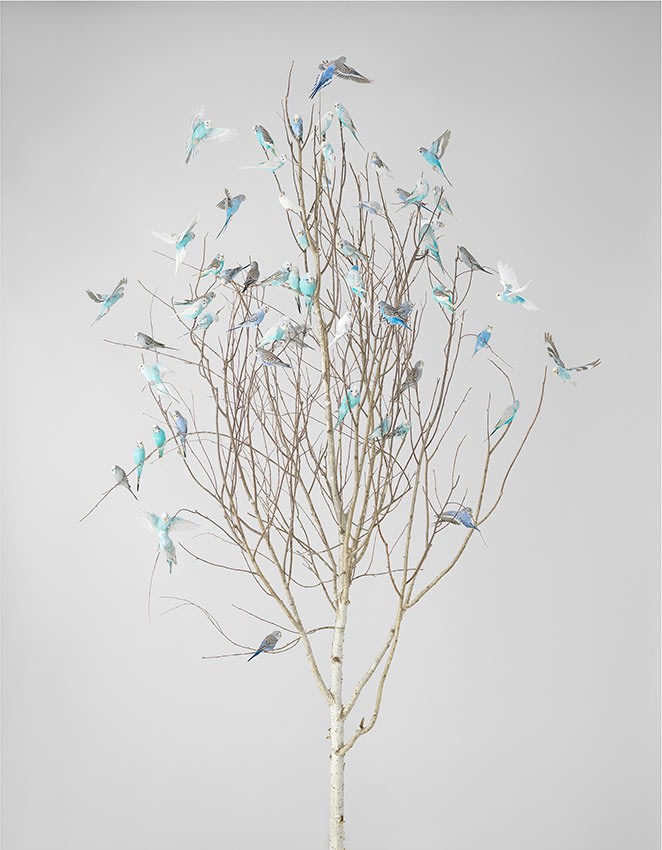 Leila Jeffreys, From the series High Society, Blue Blossoms 2, 2019