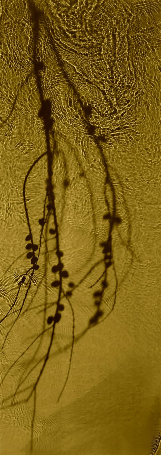 Susan Derges, River Taw, Streens, Gold Alder, 1998-2020