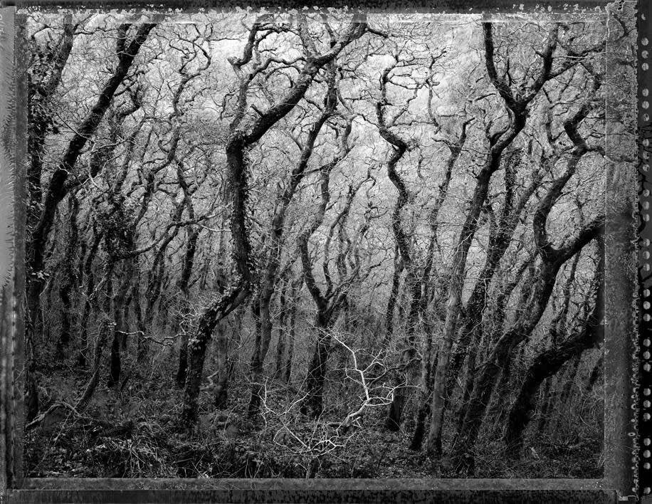 Tessa Traeger, Trees, 2019