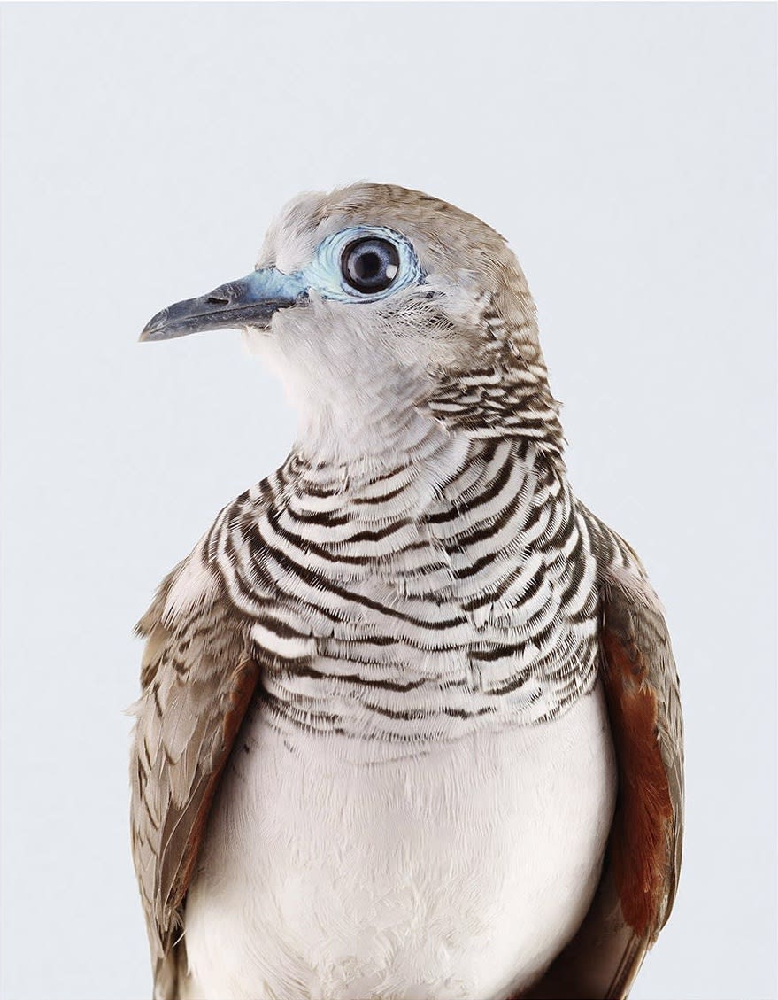 Leila Jeffreys, From the series Ornithurae - Pigeons, Peaceful Dove, 2017