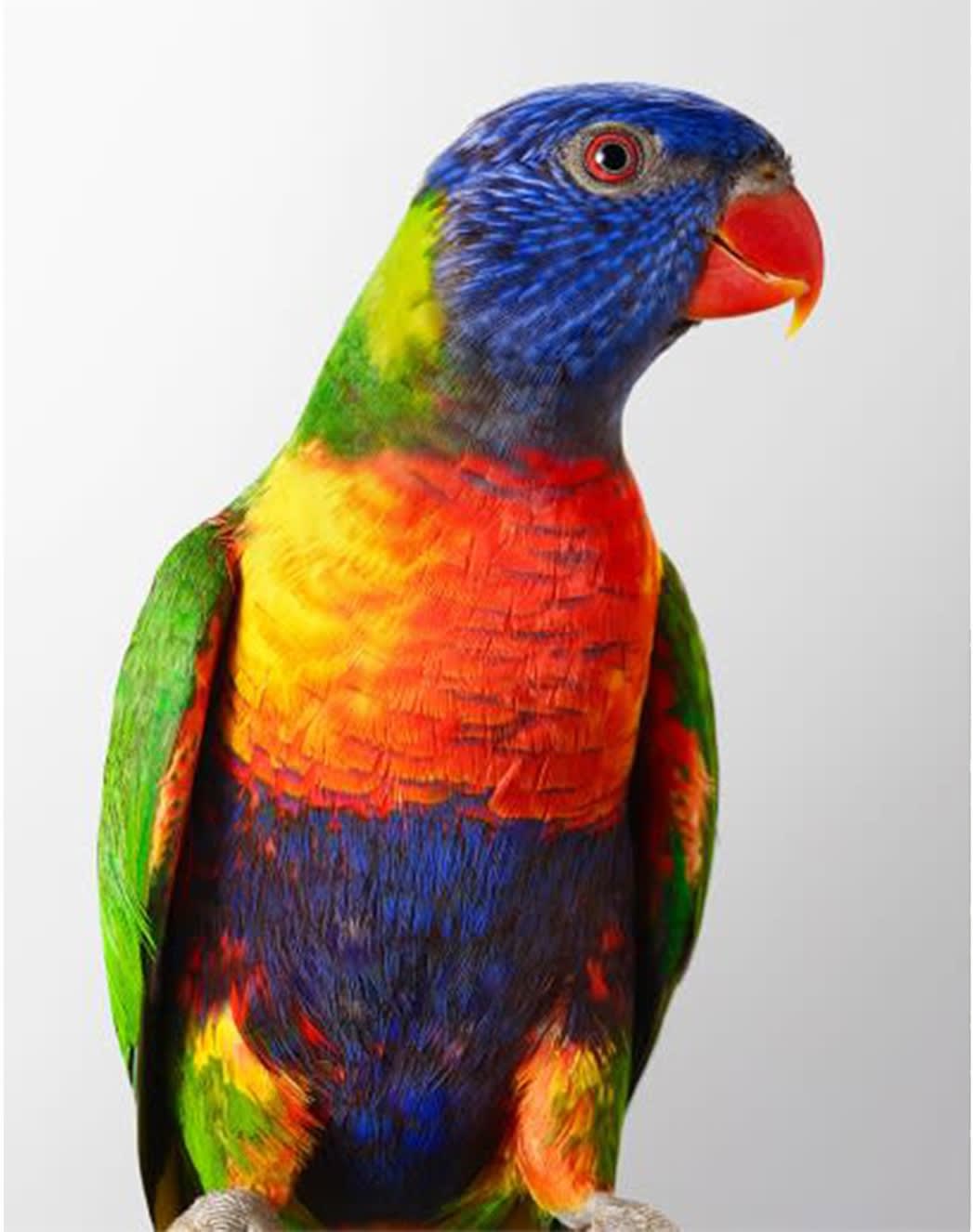 Leila Jeffreys, From the series The People in Parrots, Twisty, Rainbow Lorikeet, 2015