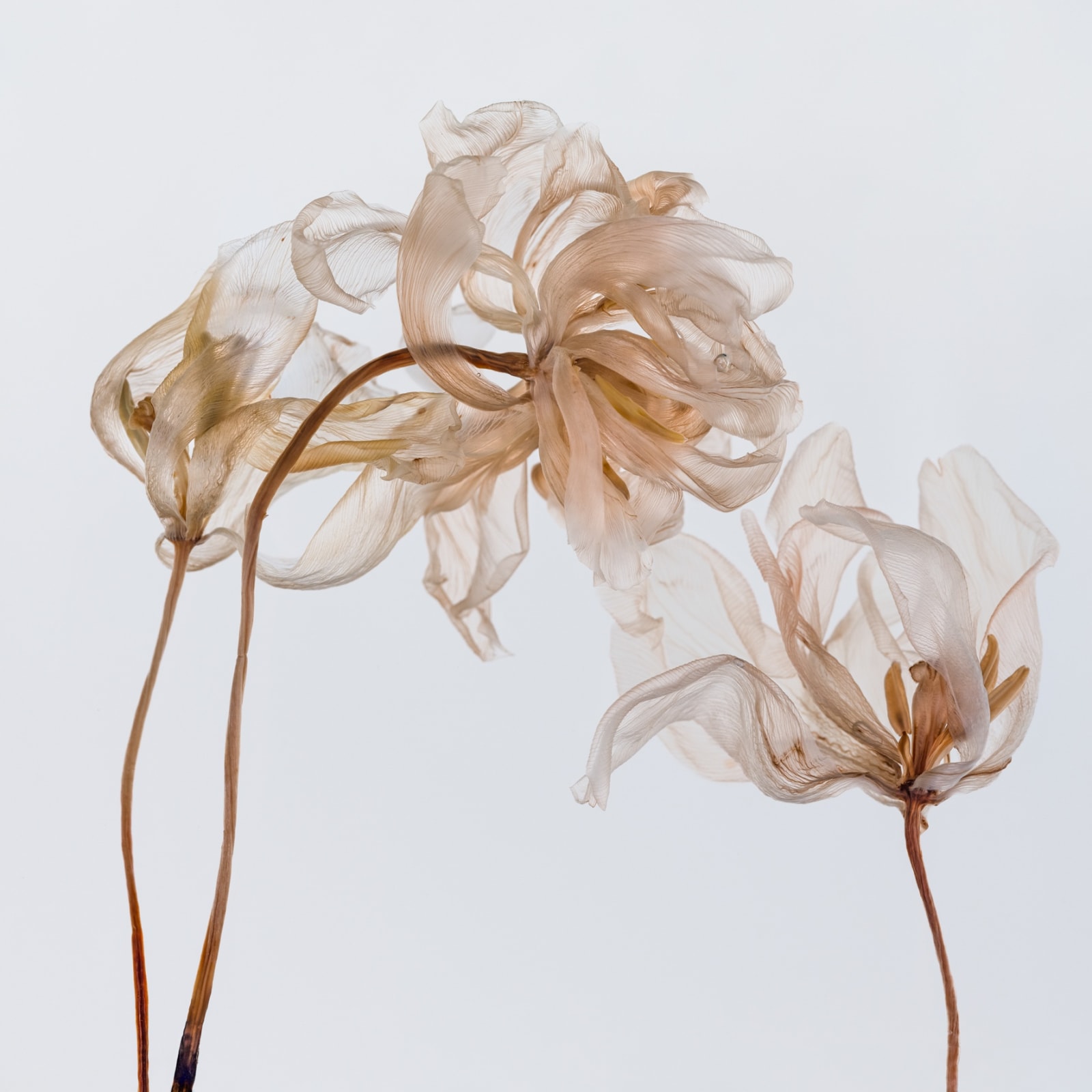 Kathrin Linkersdorff, From the series Fairies, II/4, 2020