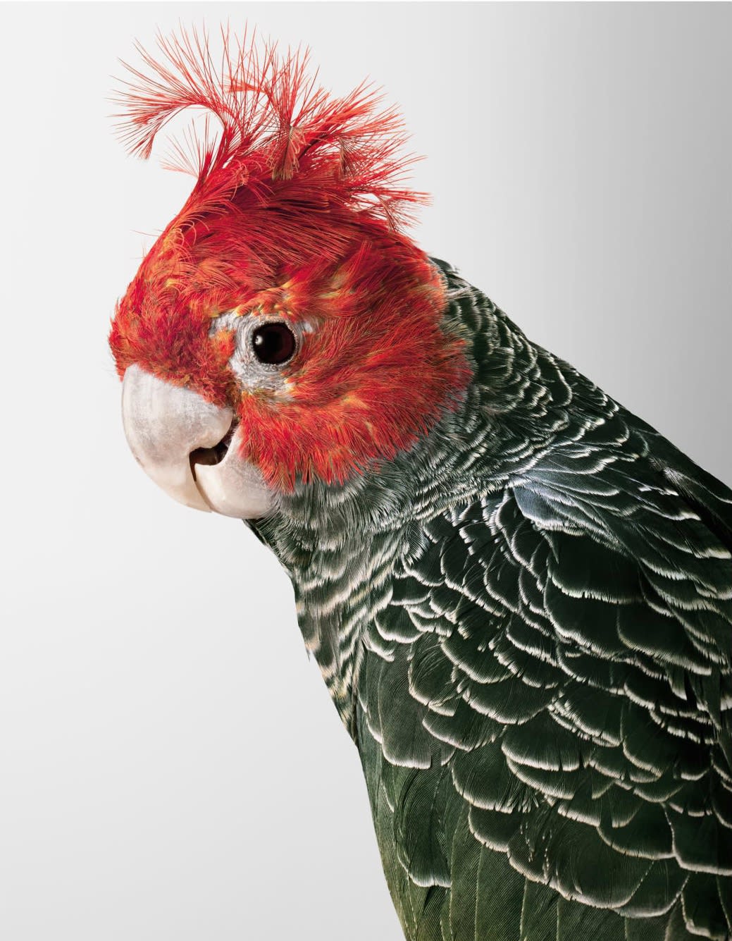 Leila Jeffreys, From the series Biloela - Wild Cockatoos, Commander Skyring, Gang Gang Cockatoo, 2012