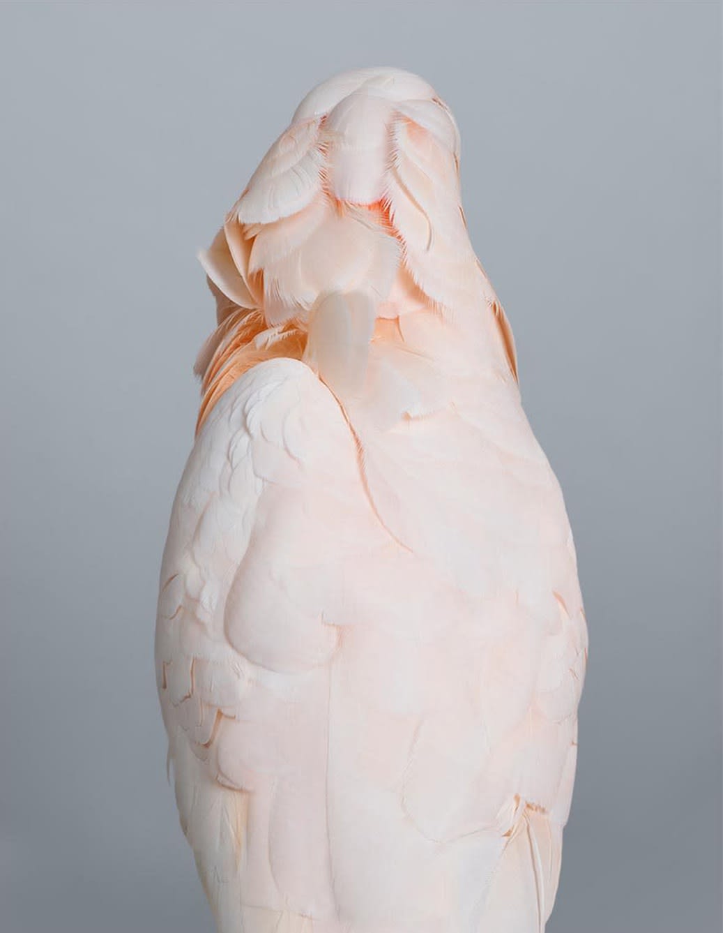 Leila Jeffreys, From the series Ornithurae - Cockatoos, Prudence, Moluccan Cockatoo, 2017
