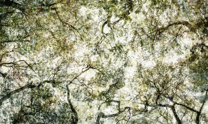 Santeri Tuori, Forest 25, 2015