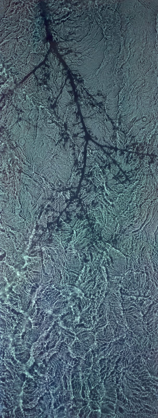 Susan Derges, River Taw Blackthorn, 2019