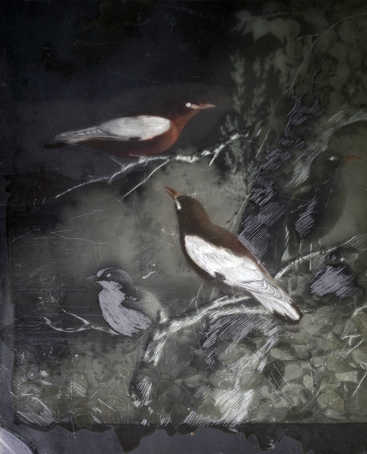 Jorma Puranen, From the series Memorandum of Loss, Orioles, 2017