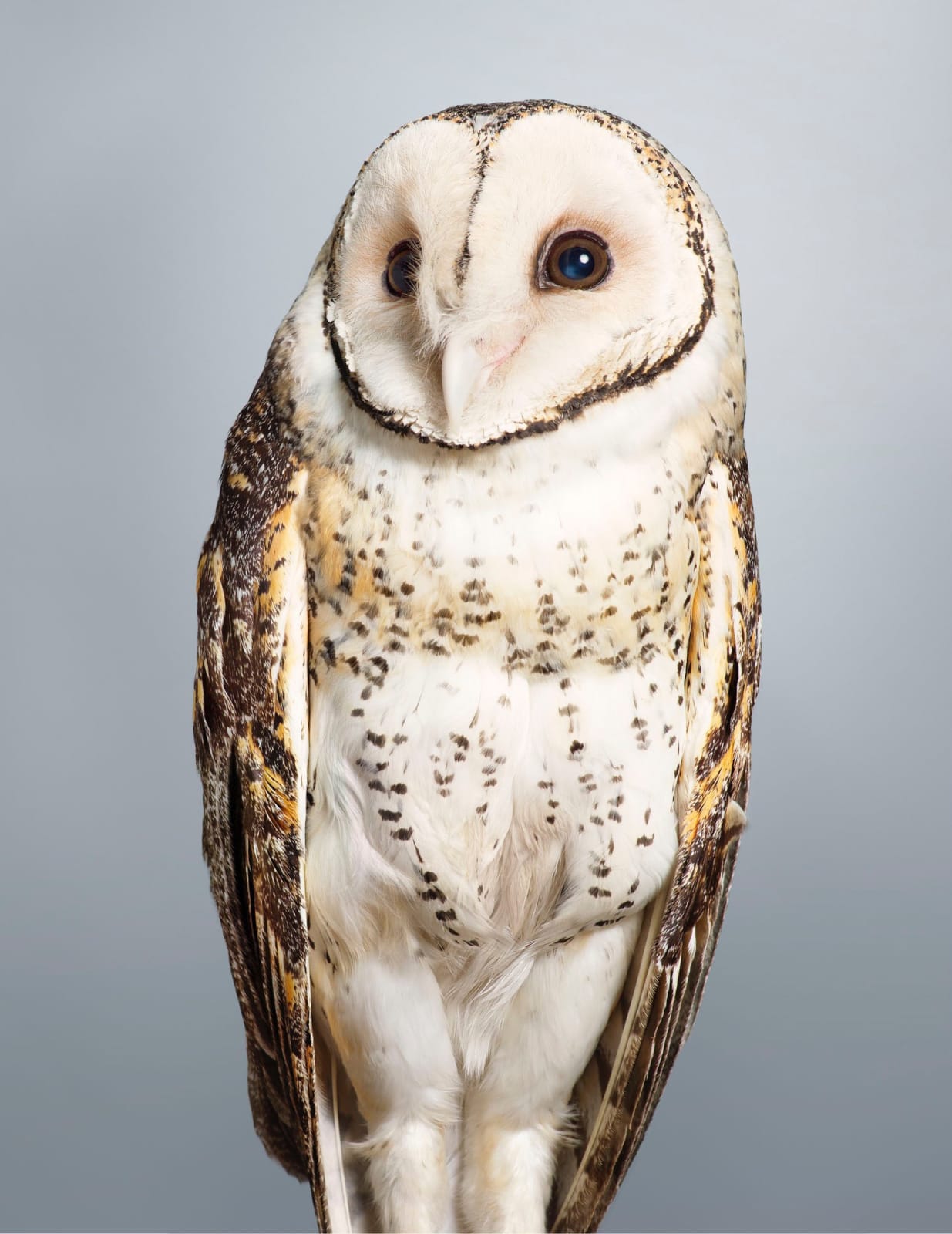 Leila Jeffreys, From the series Prey, Tani, No.2 Masked Owl, 2014